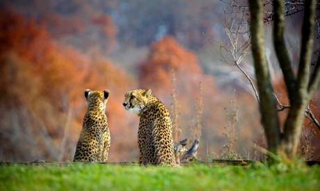 cheetah-flickr